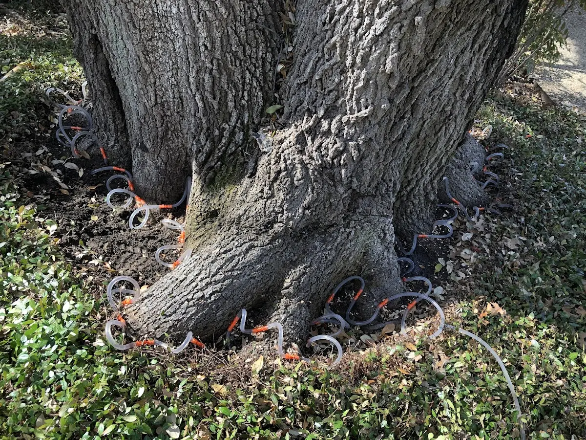 Detailed Tree Cabling and Bracing job site in Wabeno